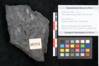 Foto (Objekt + Etikett) von Taeniopteris pseudosimplex Ettingshausen (NHMW-GEO-2024-0188-10294)